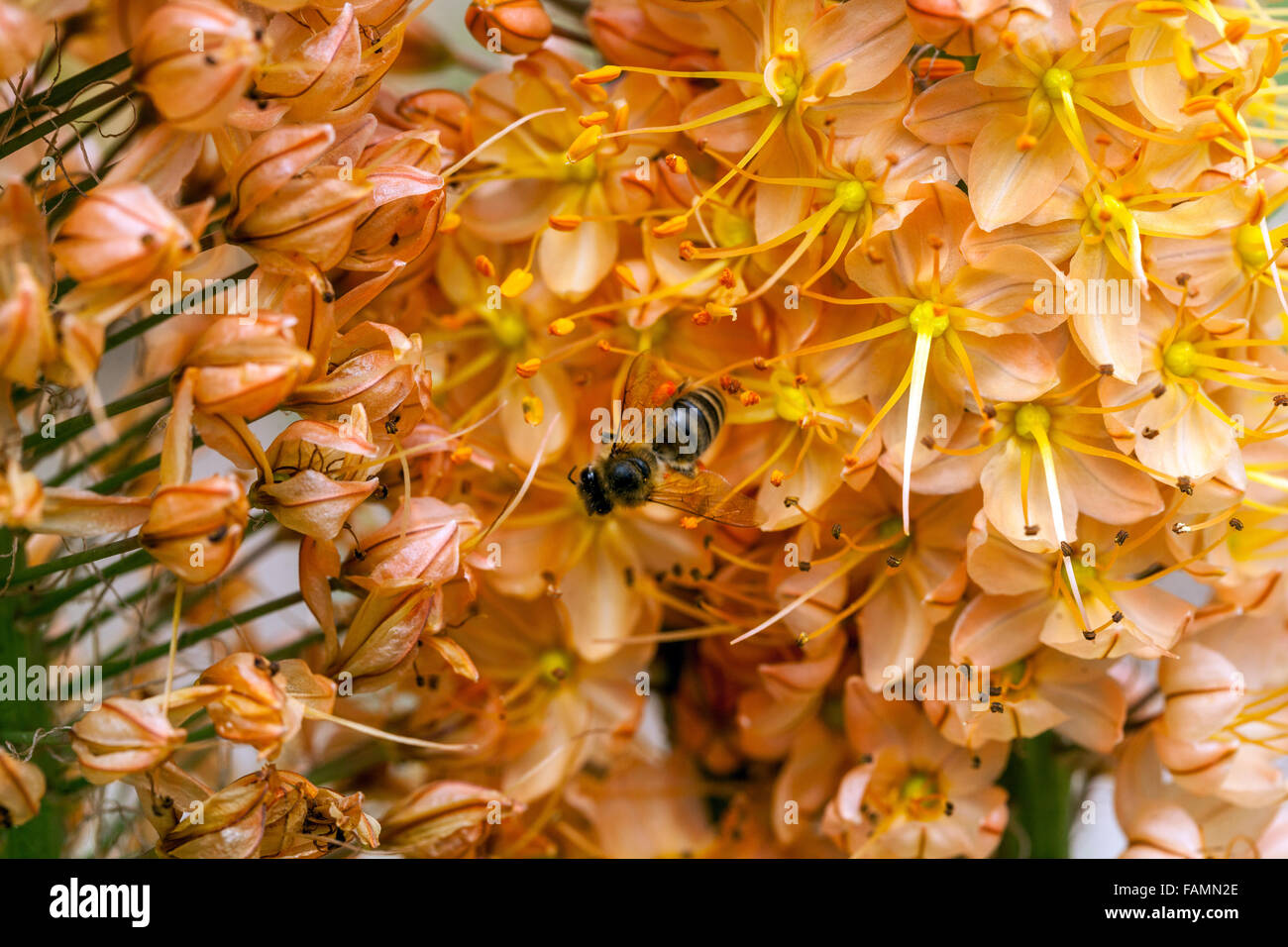 Eremurus isabellinus Cleopatra Foxtail Lily, Desert candle, decorative plant Stock Photo