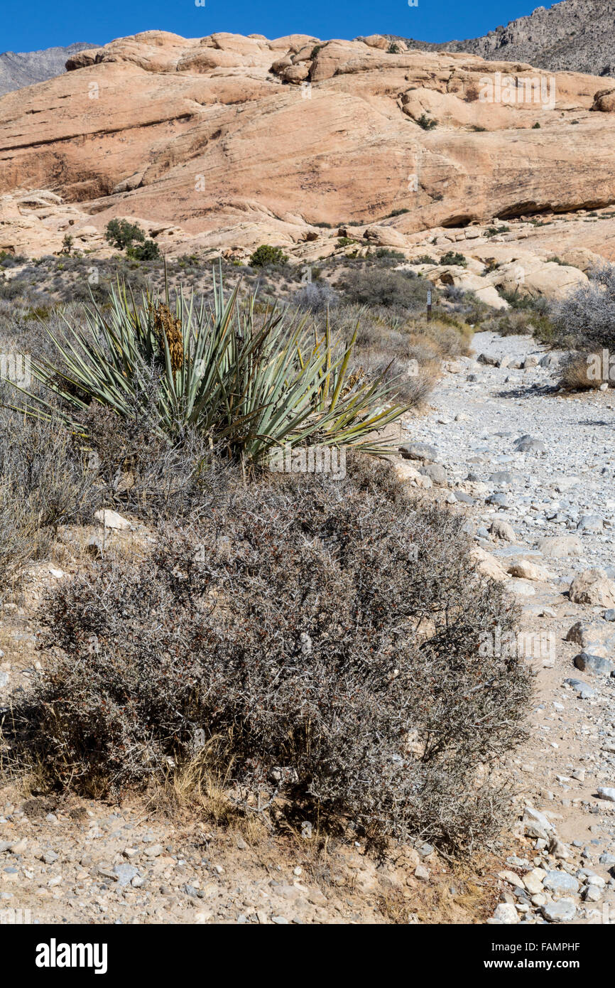 Red Rock Canyon, Nevada. Vegetation along Trail to Calico Tanks.  Mojave Yucca in middle. Stock Photo
