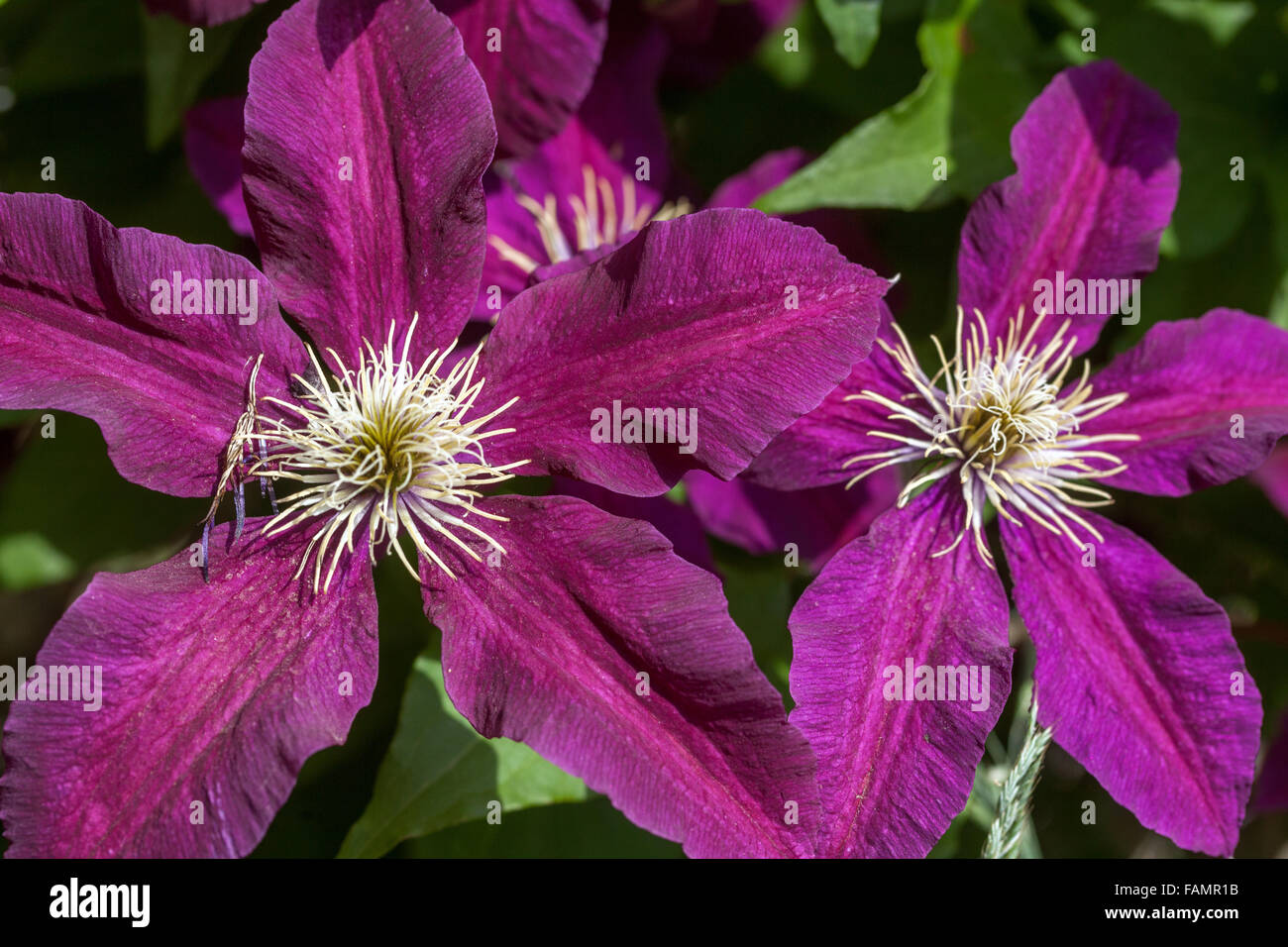 Clematis 'Niobe' purple Clematis garden Stock Photo Alamy
