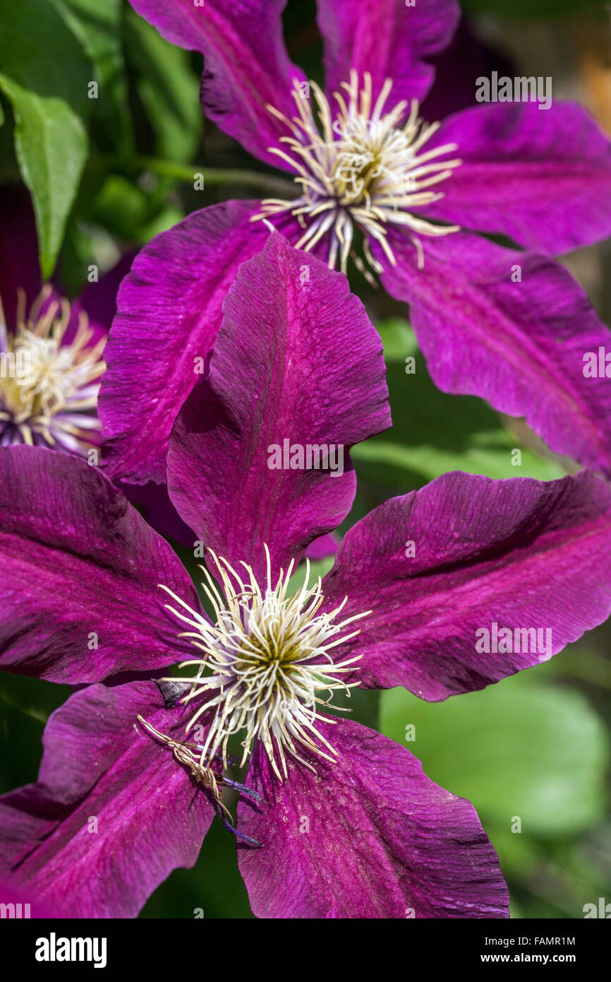 Clematis 'Niobe' burgundy color flowers Stock Photo