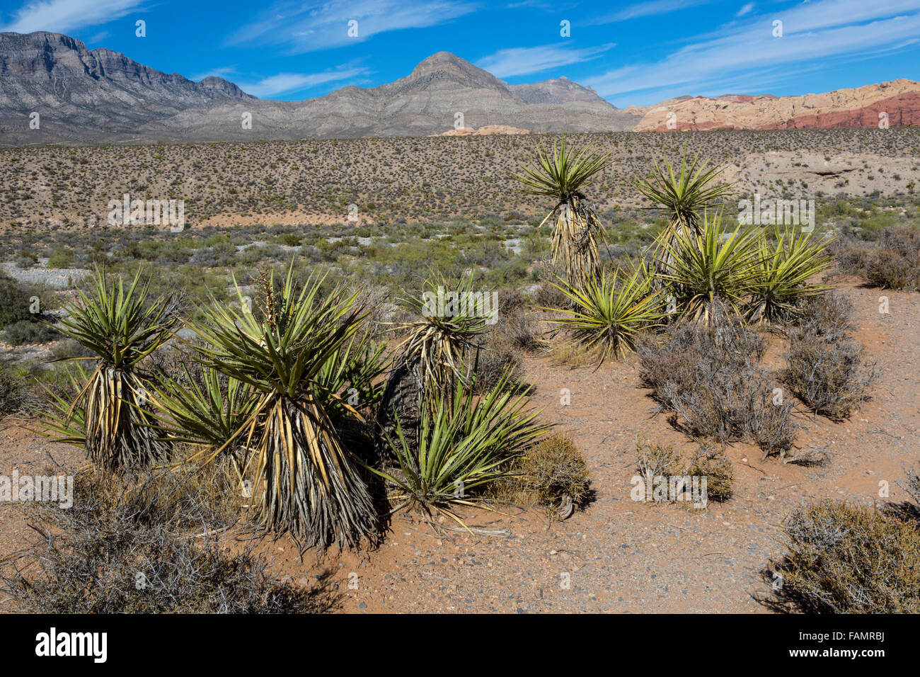 Red Rock Canyon, Nevada.  Mojave Yucca (Yucca Schidigera).  Red Rock Wash in middle ground.  Keystone Thrust in background, show Stock Photo