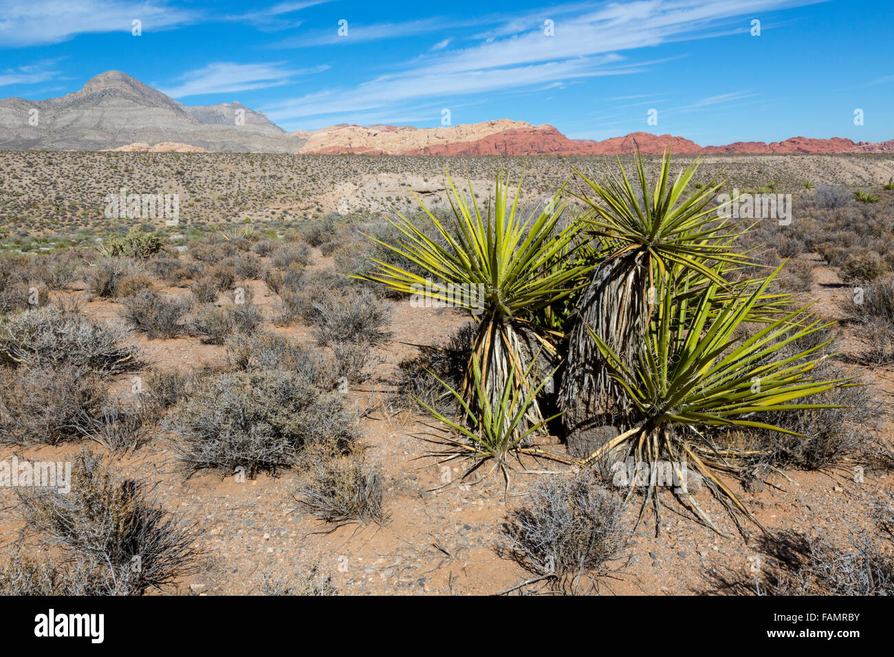 Red Rock Canyon, Nevada.  Mojave Yucca (Yucca Schidigera).  Keystone Thrust in background, showing Turtlehead Peak.  Calico Hill Stock Photo