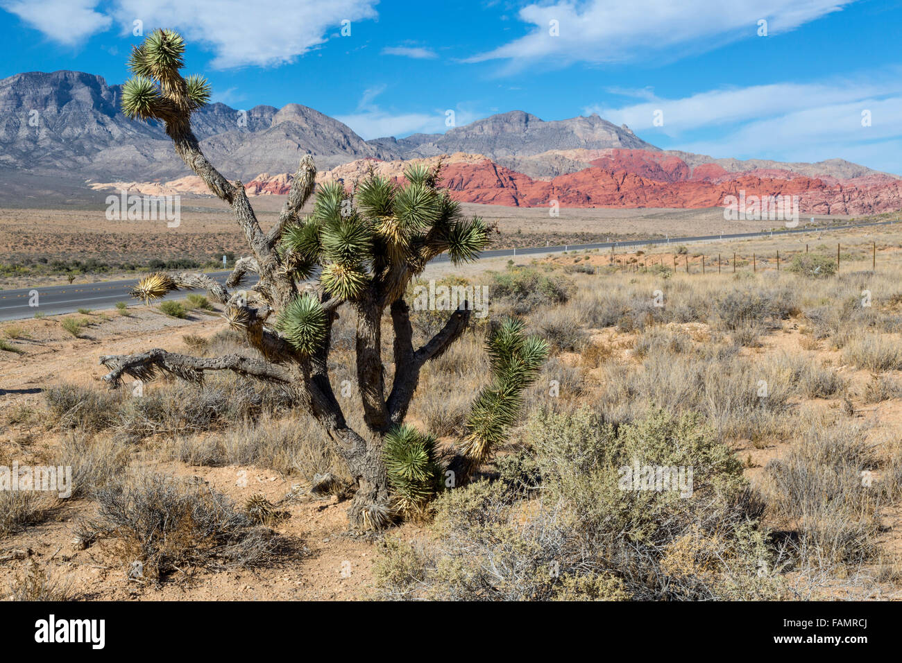 Red Rock Canyon, Nevada.  Joshua Tree (Yucca Brevifolia).  Calico Hills on right, Keystone Thrust in background. Stock Photo