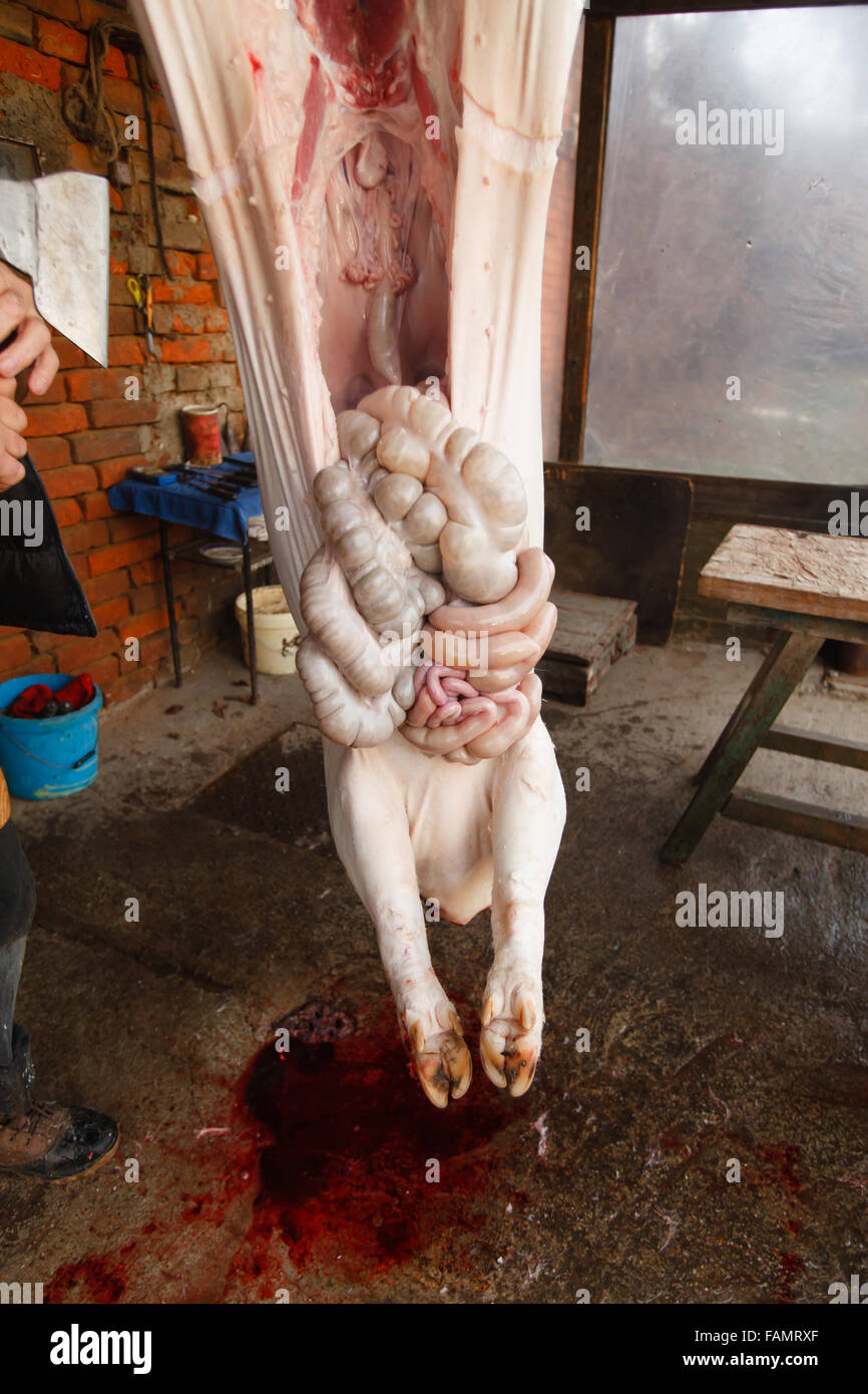 Traditional pig slaughtering of a pig. Photo taken on: 5th December. Stock Photo
