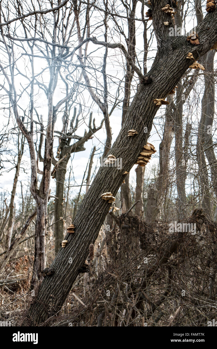 Fungus growing out of a dead tree Stock Photo - Alamy