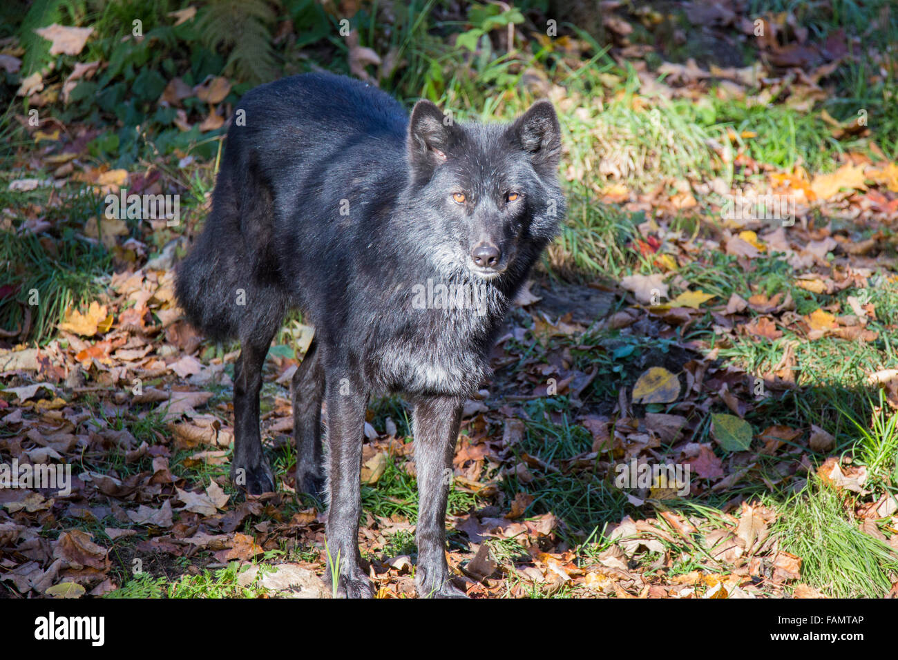 Black timber wolf in autumn forest Stock Photo Alamy