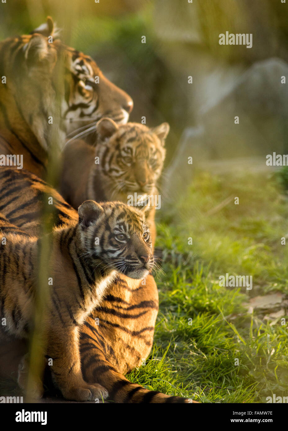 Family tiger hi-res stock photography and images - Alamy