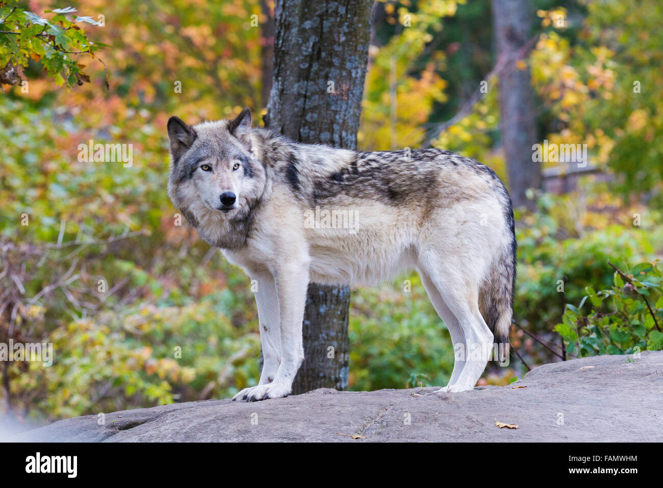 Alpha male timber wolf in autumn forest Stock Photo