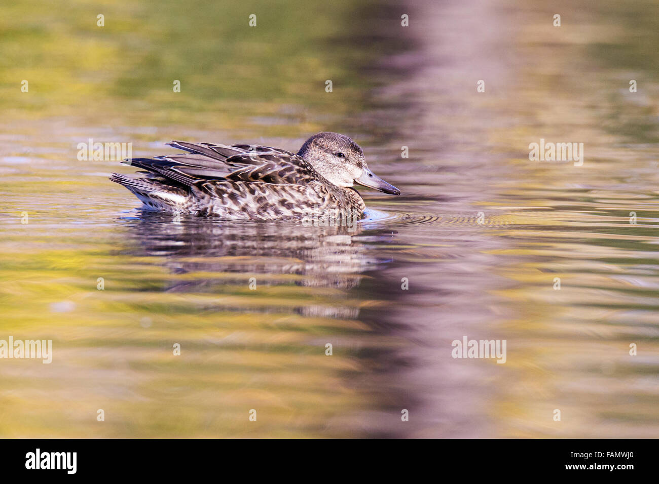 The blue-winged teal (Anas discors) in autumn Stock Photo