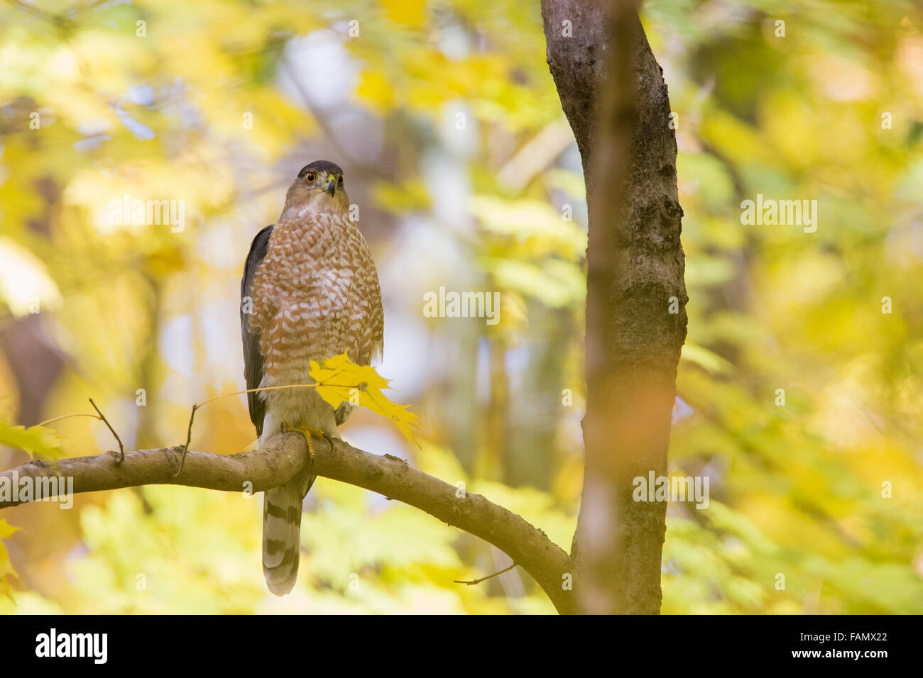 Cooper's hawk (Accipiter cooperii) in fall golden light Stock Photo