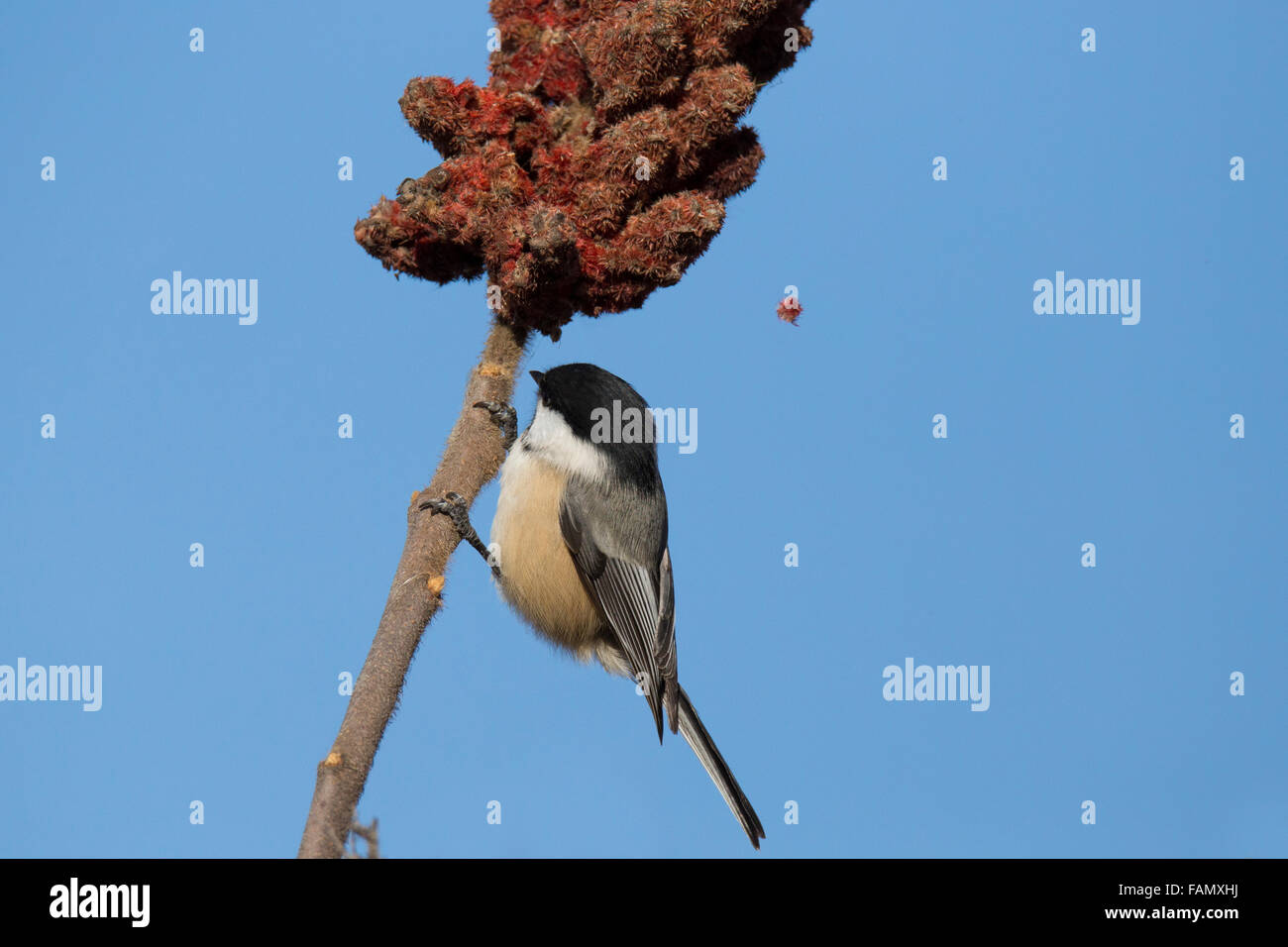 Winter Chickadee feeding with sumac fruit Stock Photo