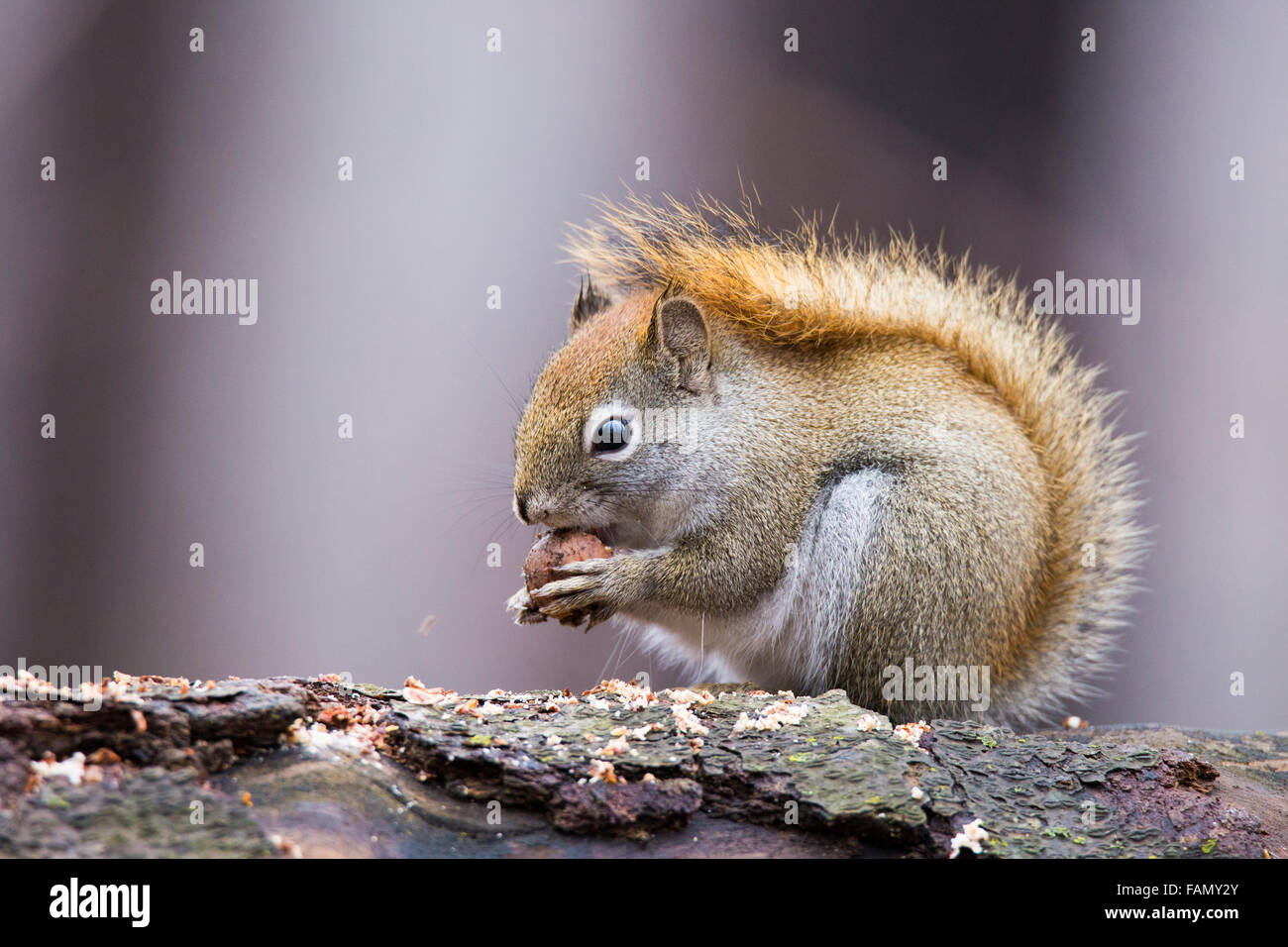 American red squirrel feeding in autumn Stock Photo - Alamy