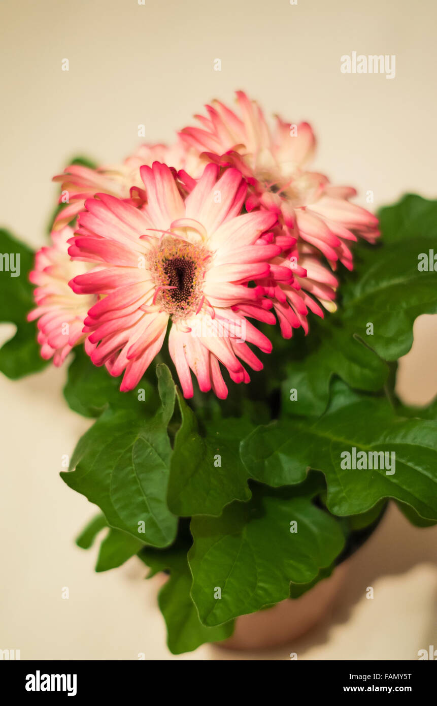 Pink and white potted Gerbera Hybrida demonstrating a genetic mutation resulting in conjoined flowers or fasciation. Stock Photo