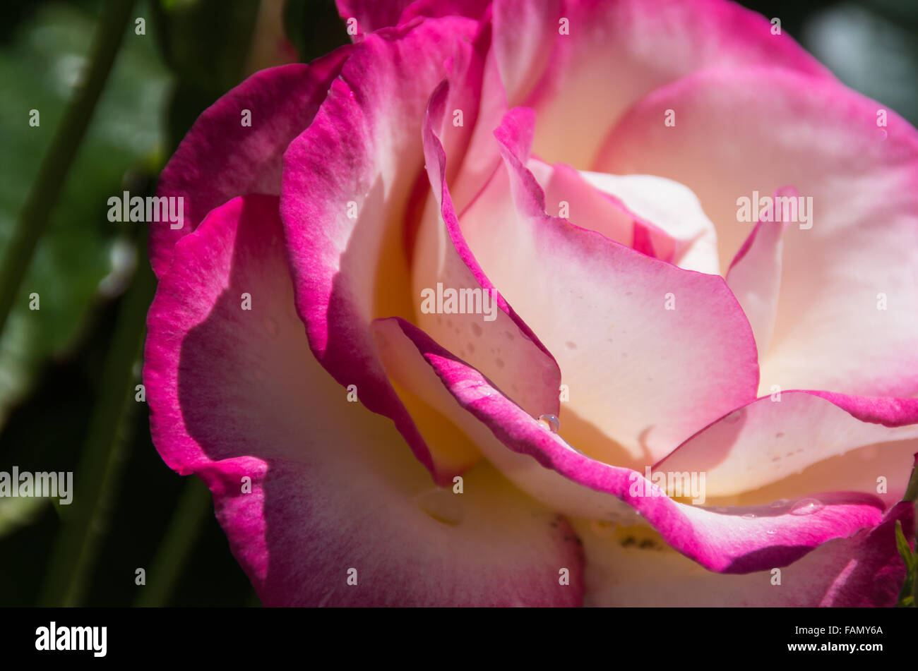 Handel Rose For Sale