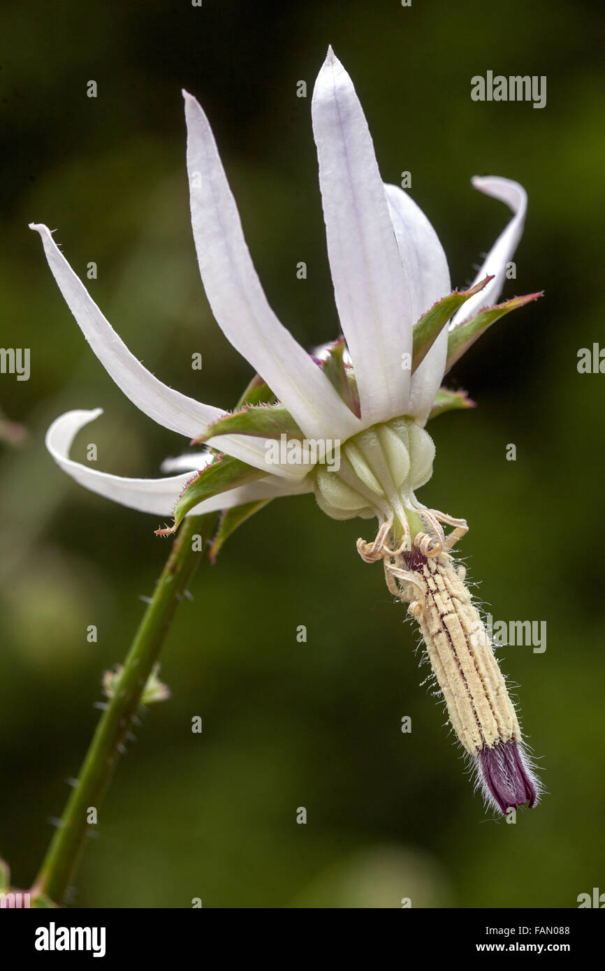 Michauxia tchihatcheffii Catherine wheel close up flower blooming Stock Photo
