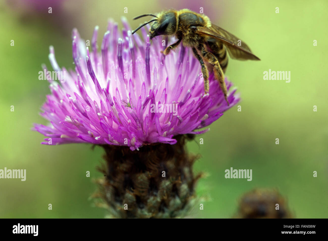 Centaurea nigrescens Ramosa bee on flower Stock Photo