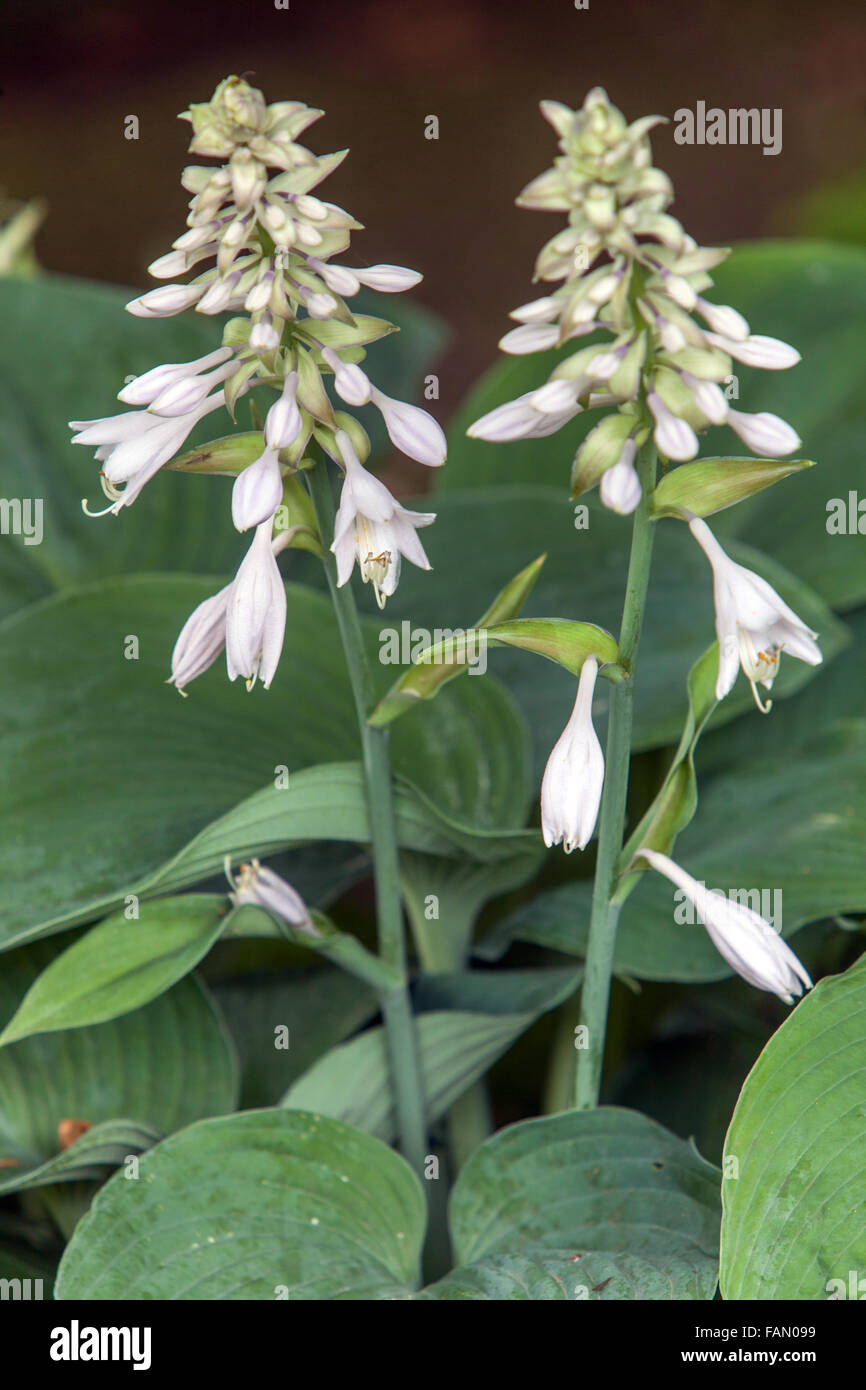 Hosta blooming, plant for shady parts of the garden Stock Photo
