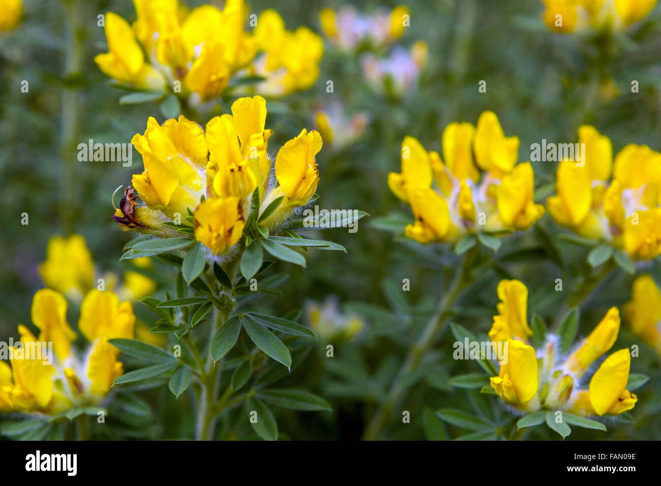 Cytisus ruthenicus, Chamaecytisus ruthenicus yellow spring garden plant Stock Photo