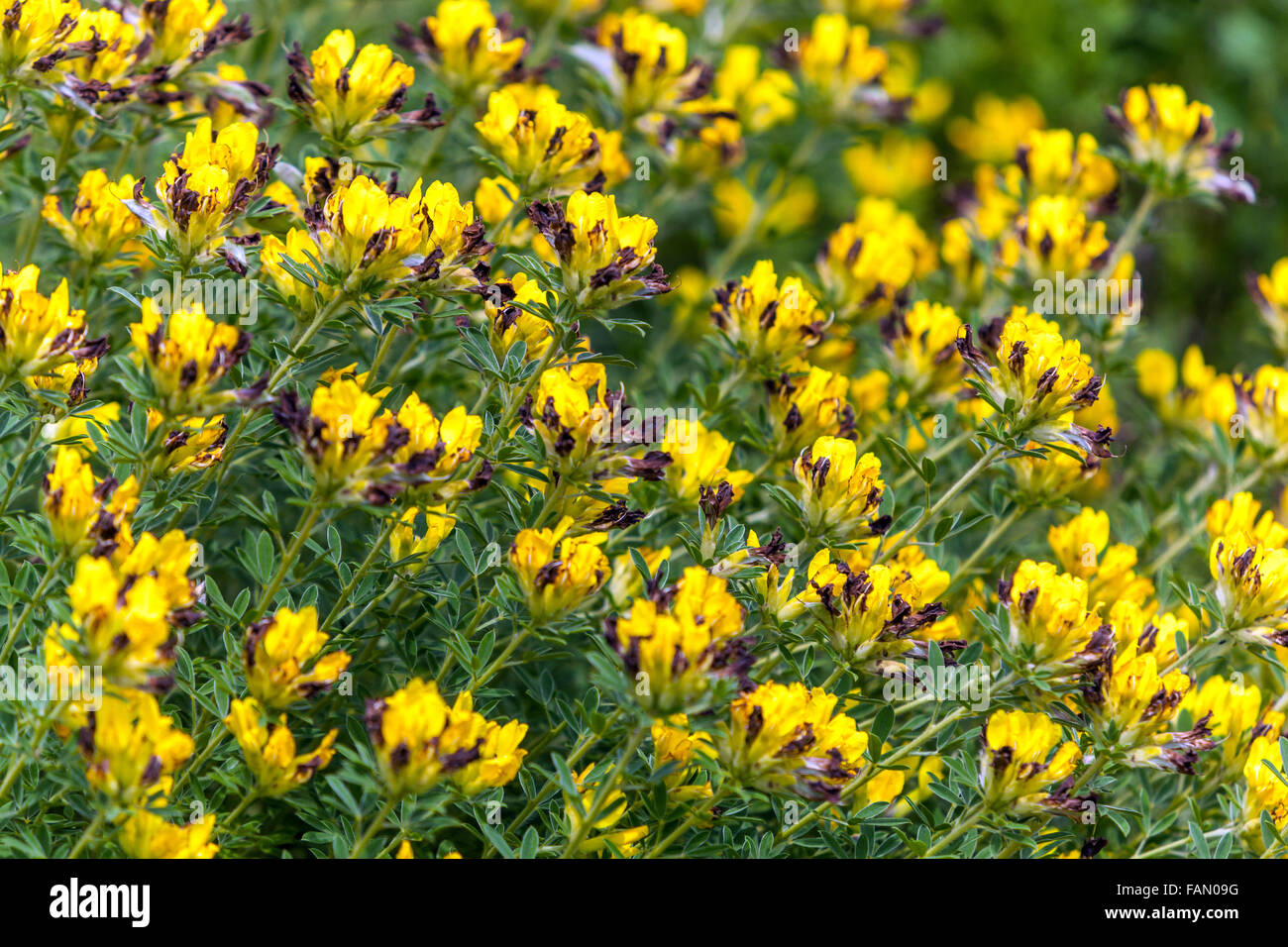 Cytisus ruthenicus, Chamaecytisus ruthenicus Yellow, Shrub, Garden, Plant Stock Photo