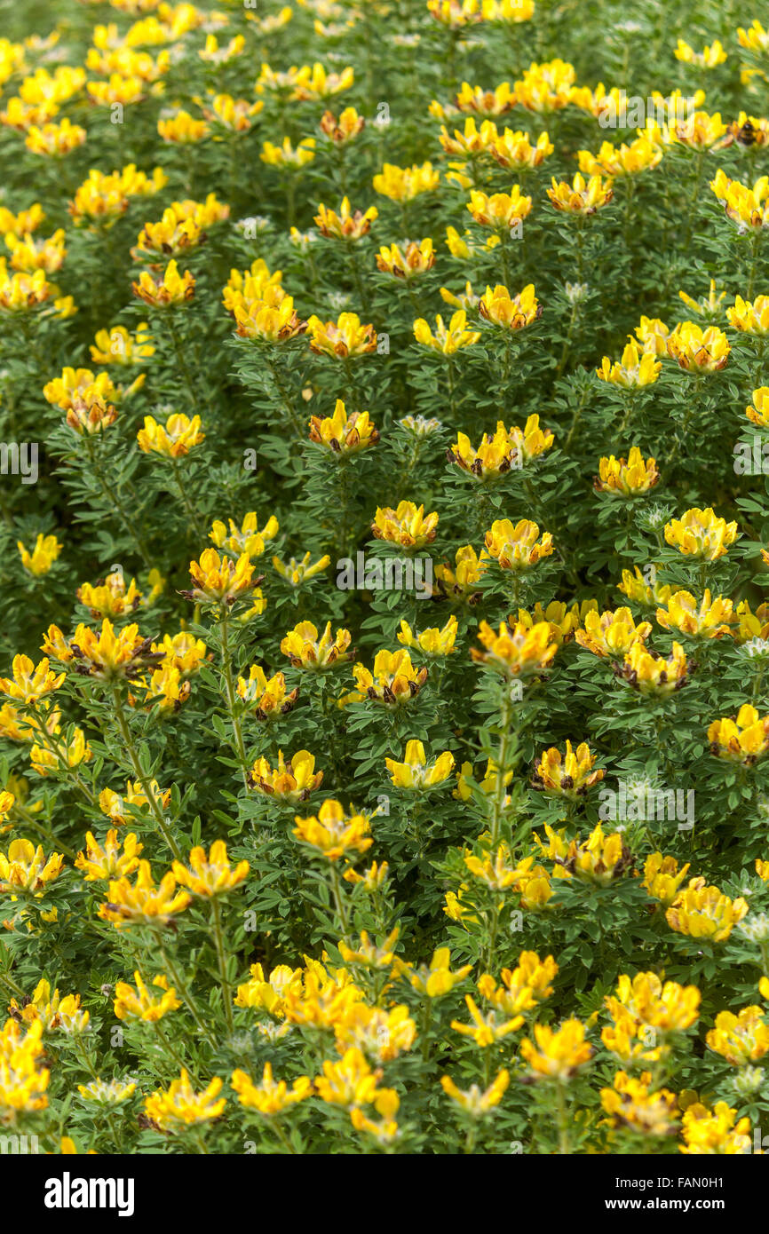 Cytisus supinus, Chamaecytisus ruthenicus spring yellow flowering shrubby plant syn. Cytisus biflorus, Cytisus communis, Cytisus hirsutus Stock Photo