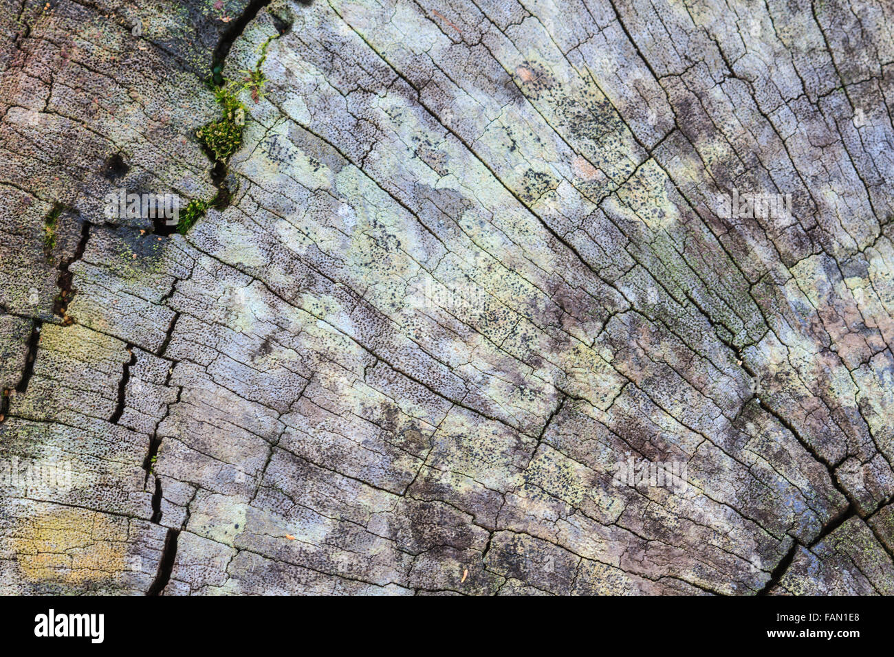 texture of bark wood use as natural background Stock Photo - Alamy