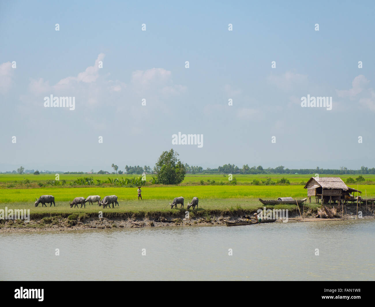 Rice fields and water buffalos along the Kaladan River in the Rakhine State of Western Myanmar. Stock Photo