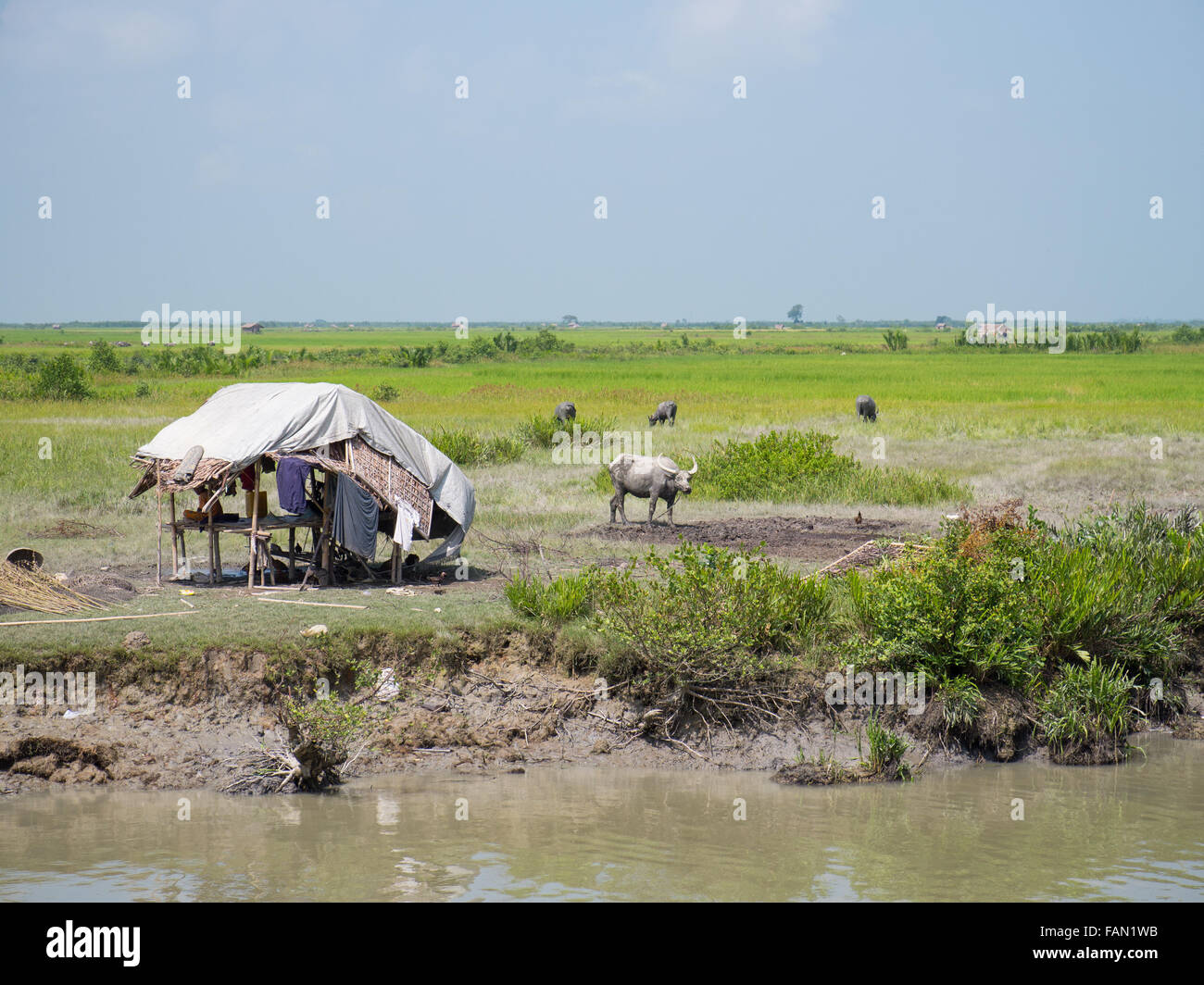 Shepherd’s shack and water buffalos near Mrauk-U in the Rakhine State of Western Myanmar. Stock Photo