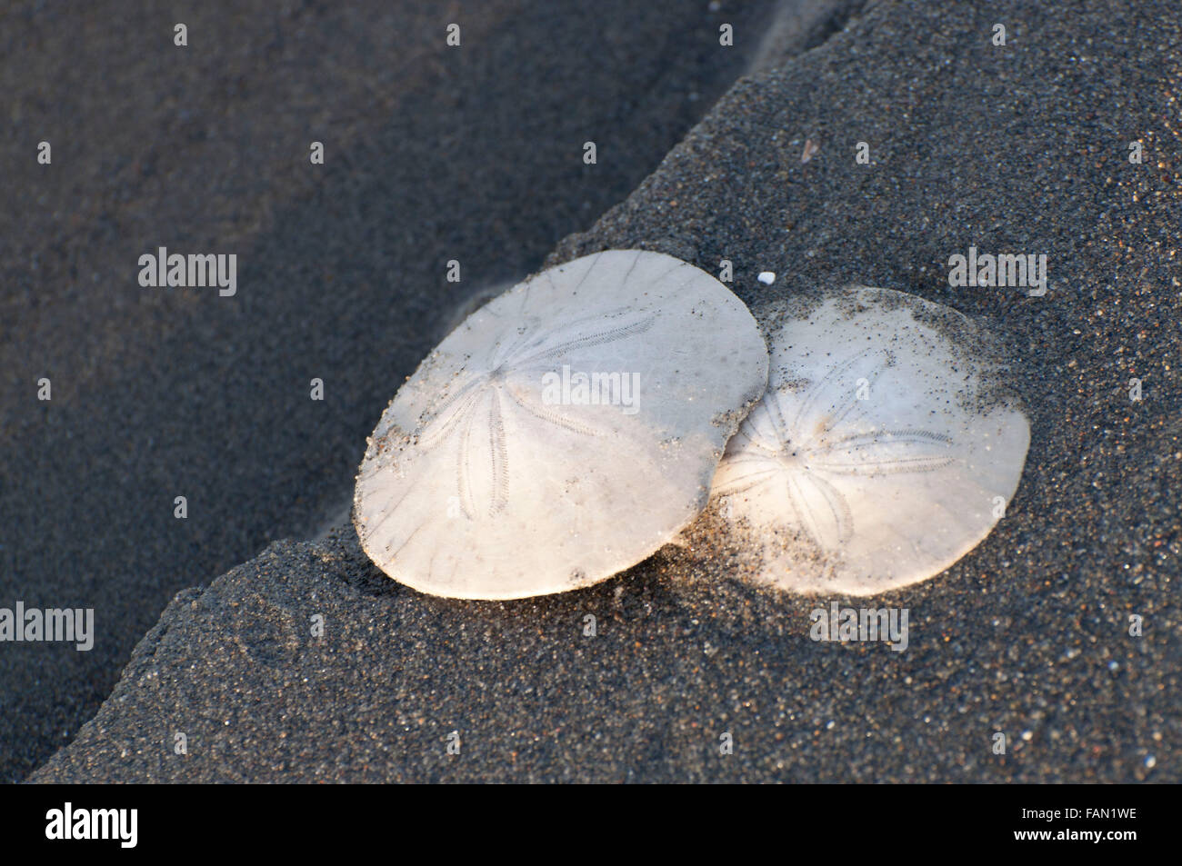 Sand dollars hi-res stock photography and images - Alamy