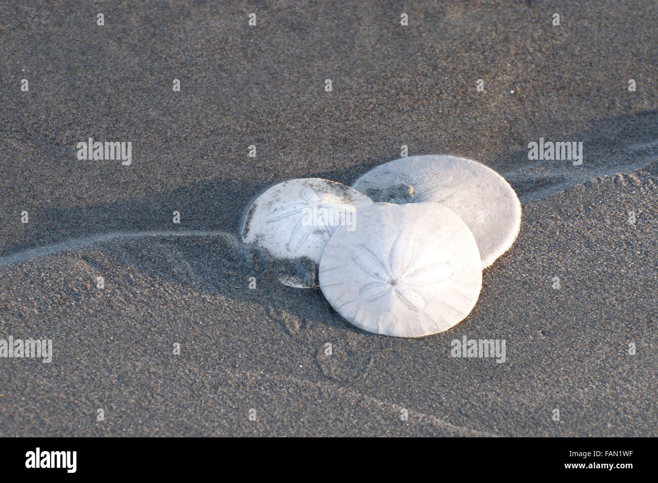 A trio of sand dollars on the beach, photographed at Ocean Shores, WA