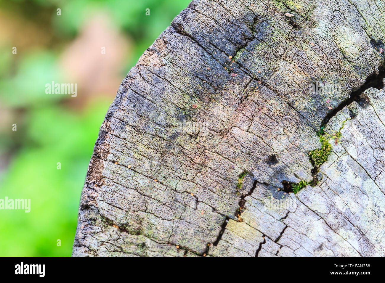 texture of bark wood use as natural background Stock Photo - Alamy