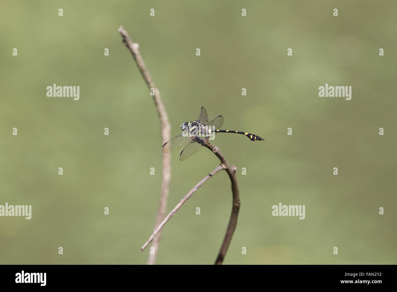 beautiful dragonfly resting on a branch in forest Stock Photo - Alamy