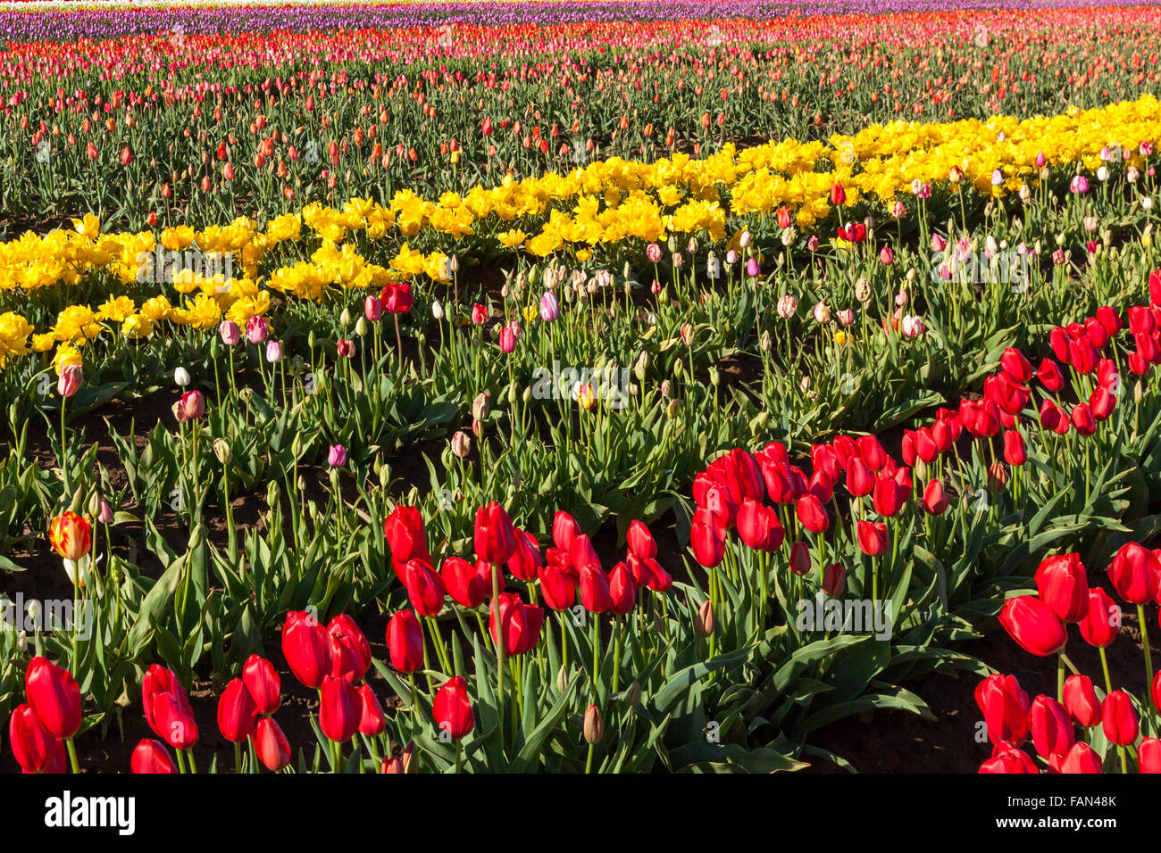 Rows of colorful tulips on a farm in springtime in Oregon Stock Photo ...