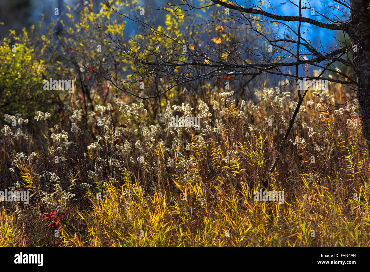 Fall vegetation hi-res stock photography and images - Alamy