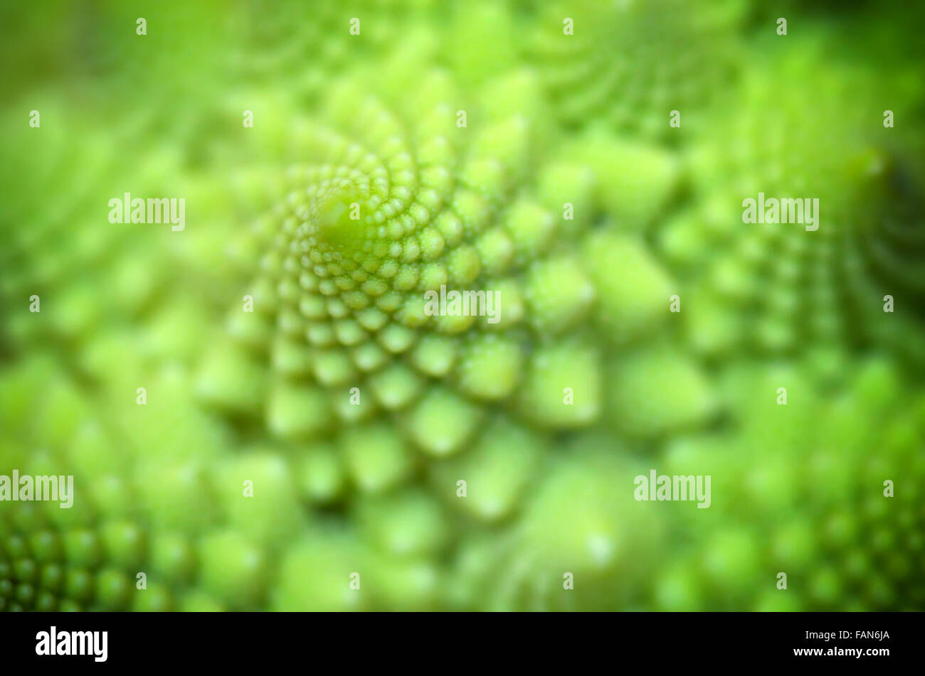 Abstract pattern of spiral. Nature macro composition. Shallow depth-of-field. Stock Photo