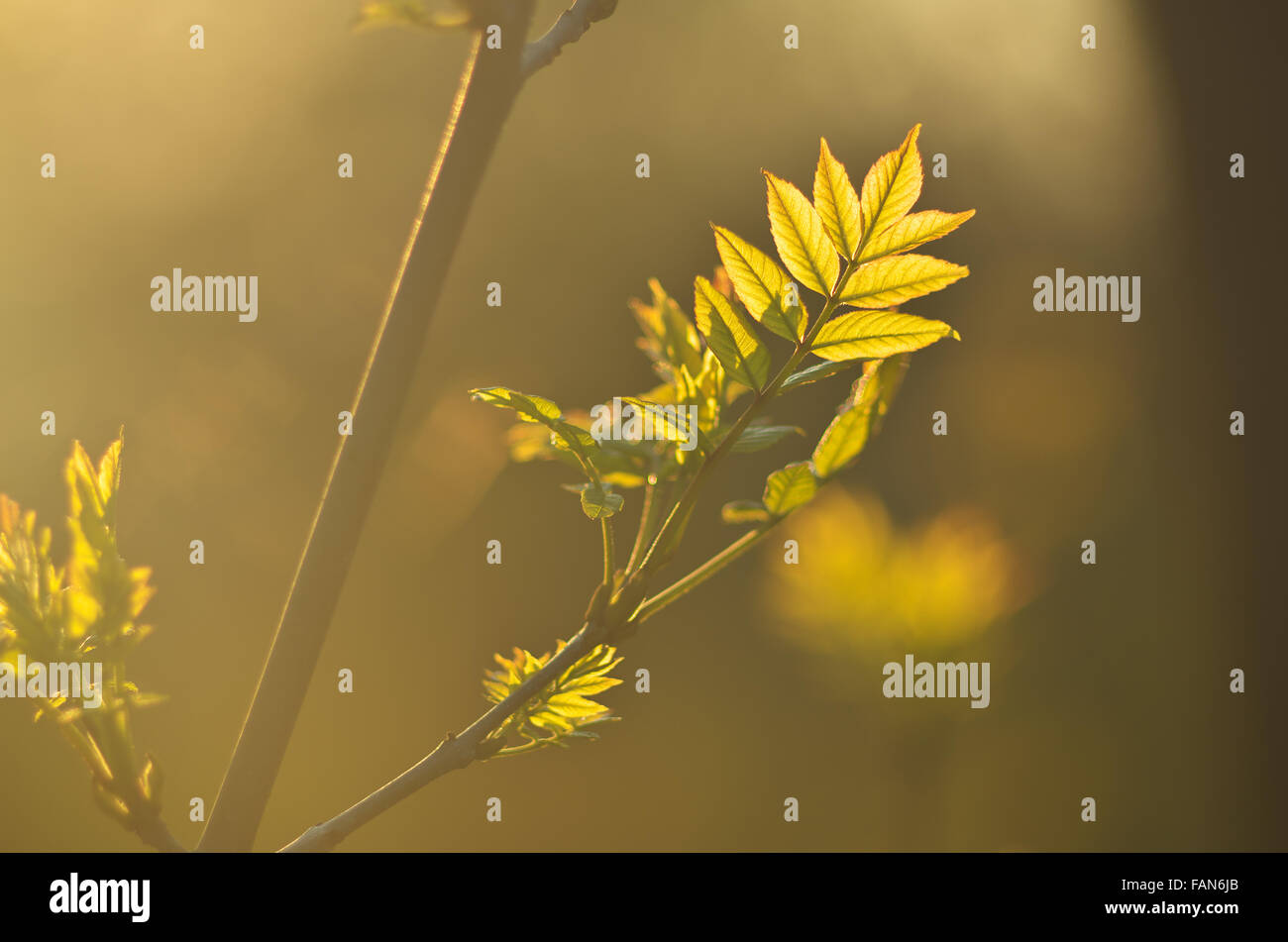 Composition with tree and leaves hires stock photography and images