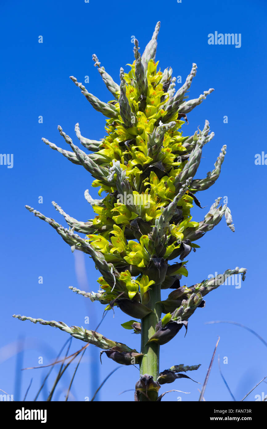 Closeup of Puya chilensis in spring Stock Photo