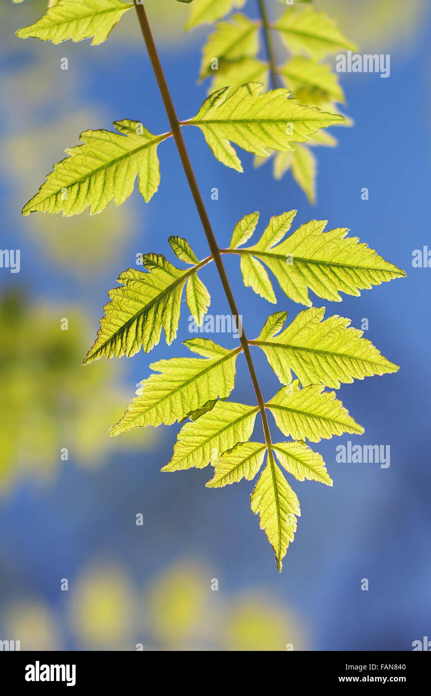 Beautiful beauty beech branch bright closeup hires stock photography