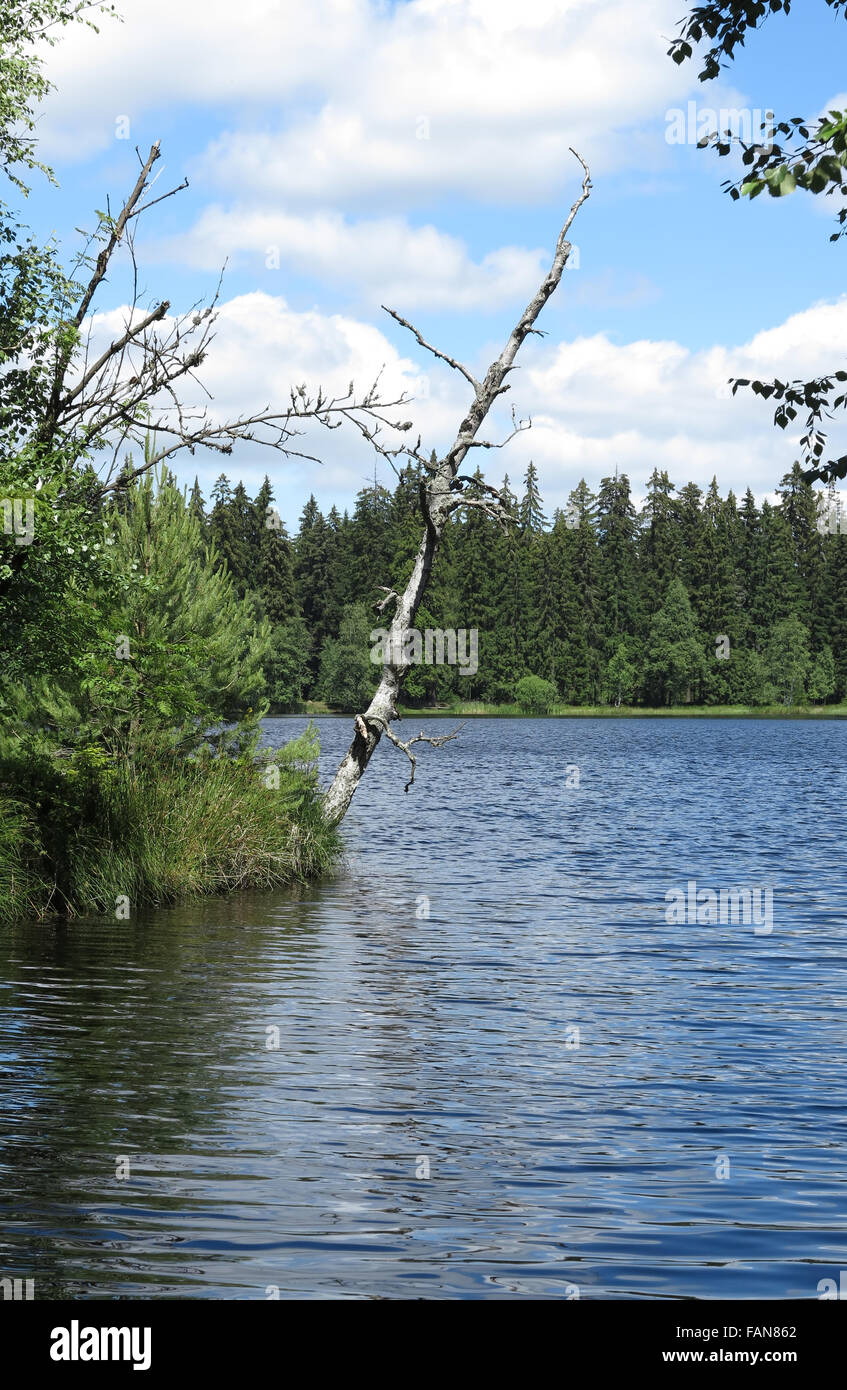 Pond in the Natural Preserve  Kladska peats - protected landscape area in the Slavkov Forest Stock Photo