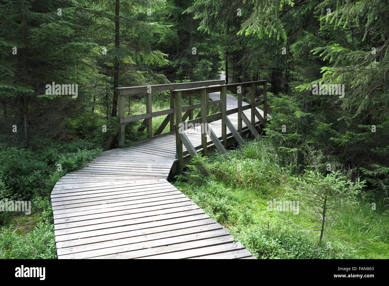 The nature trail in a nature reserve Kladska. Kladska peats Stock Photo