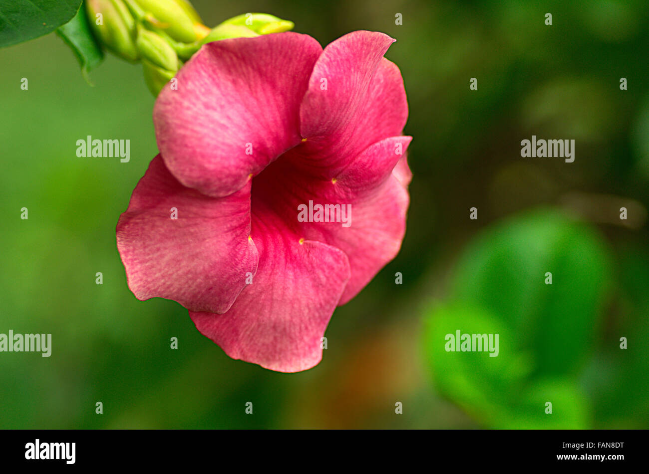 Cryptostegia grandiflora hi-res stock photography and images - Alamy