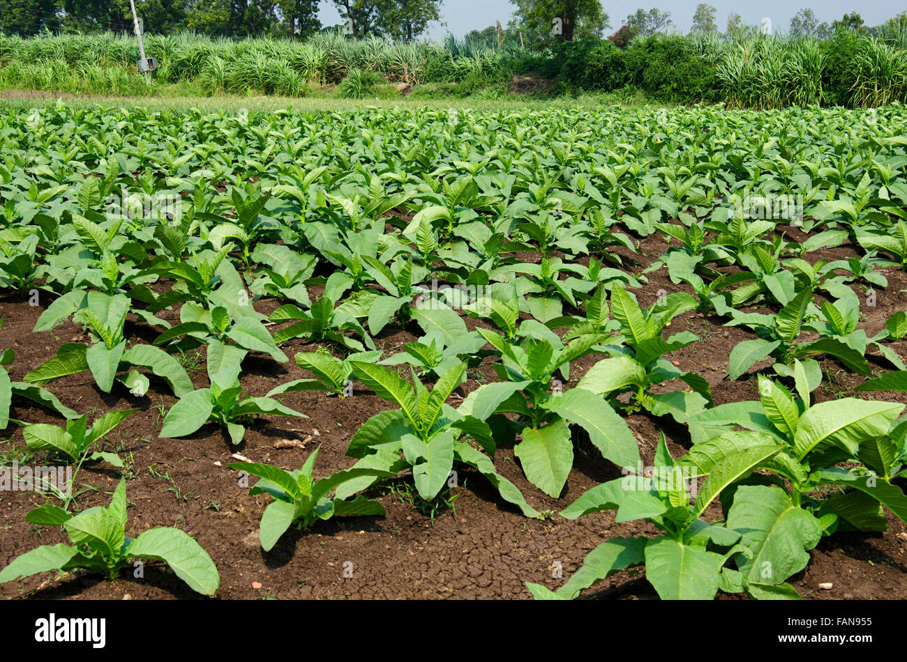 Tobacco farming, Kolhapur, Maharashtra, India Stock Photo Alamy