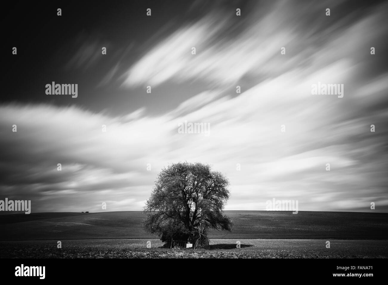 Monochrome of big tree over motion blurred blue sky Stock Photo
