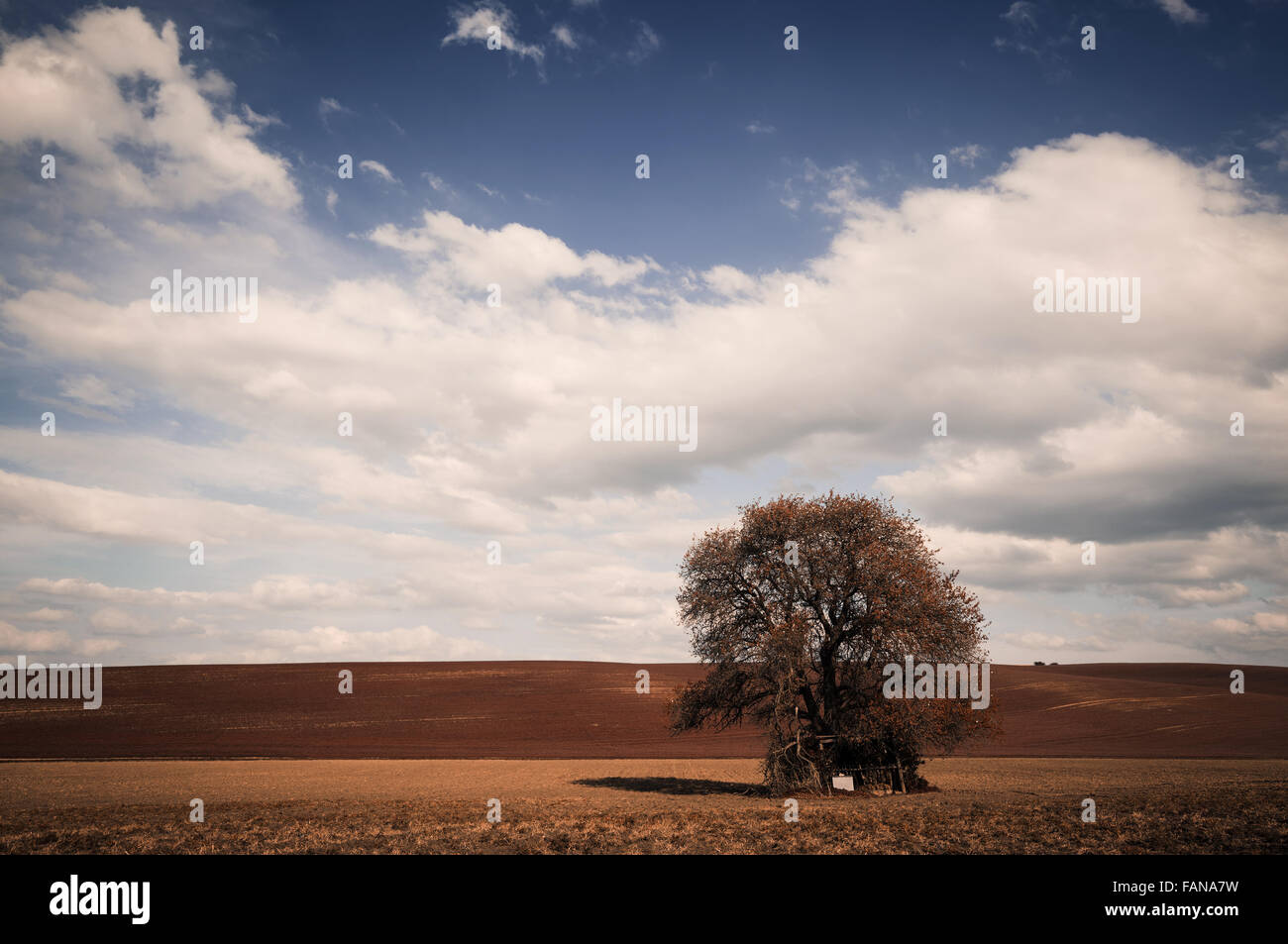 Fall colors big tree over blue sky. Nature background Stock Photo - Alamy