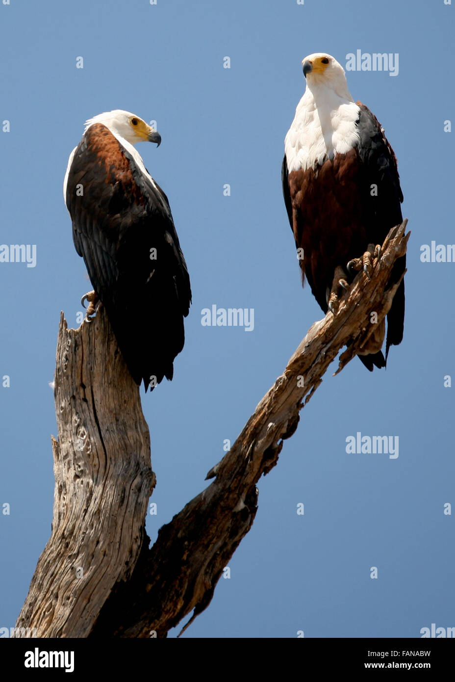 Pair of Fish Eagles Tanzania East Africa Stock Photo
