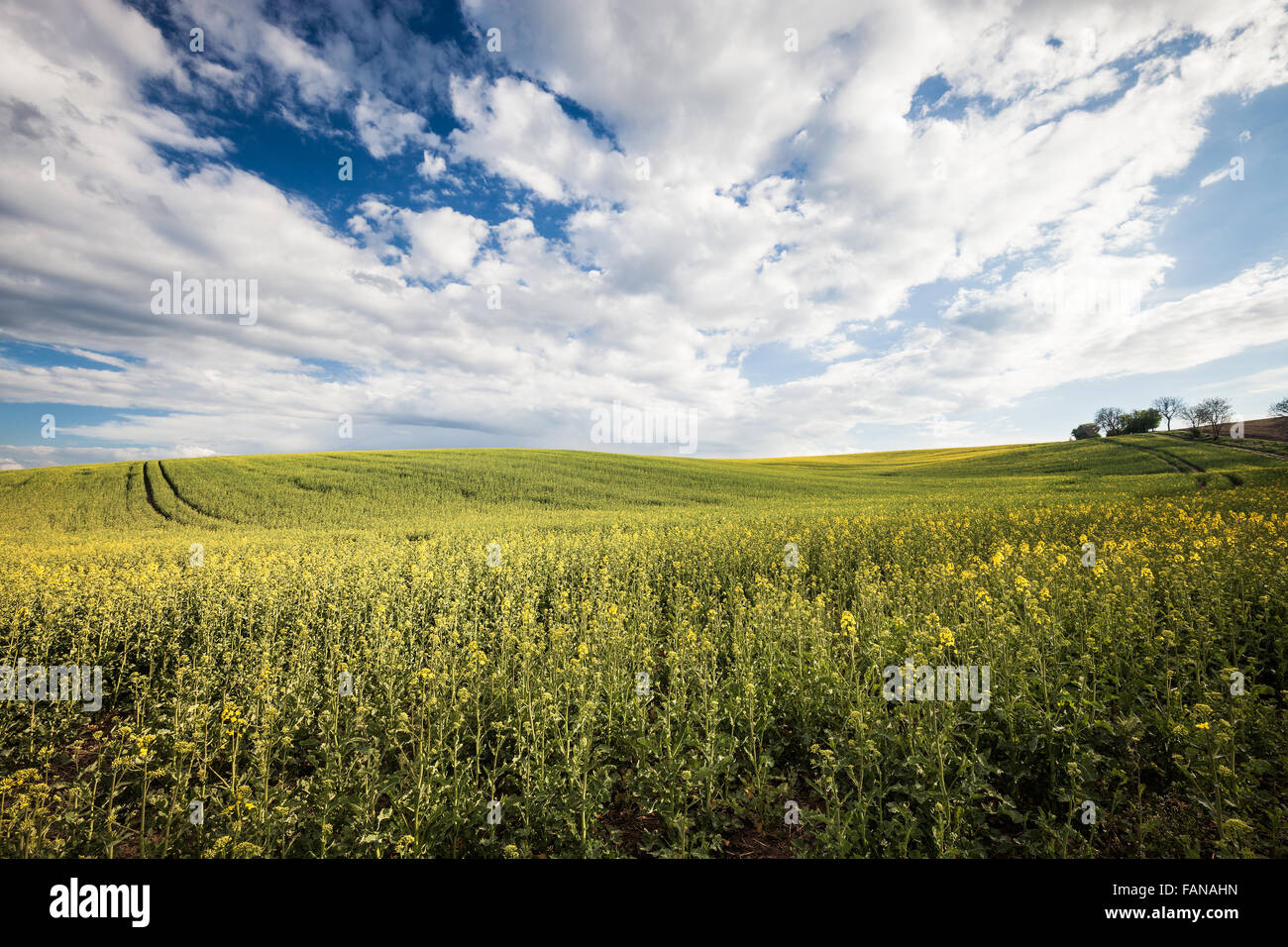 Beautiful field and cloudy sky landscape Stock Photo - Alamy