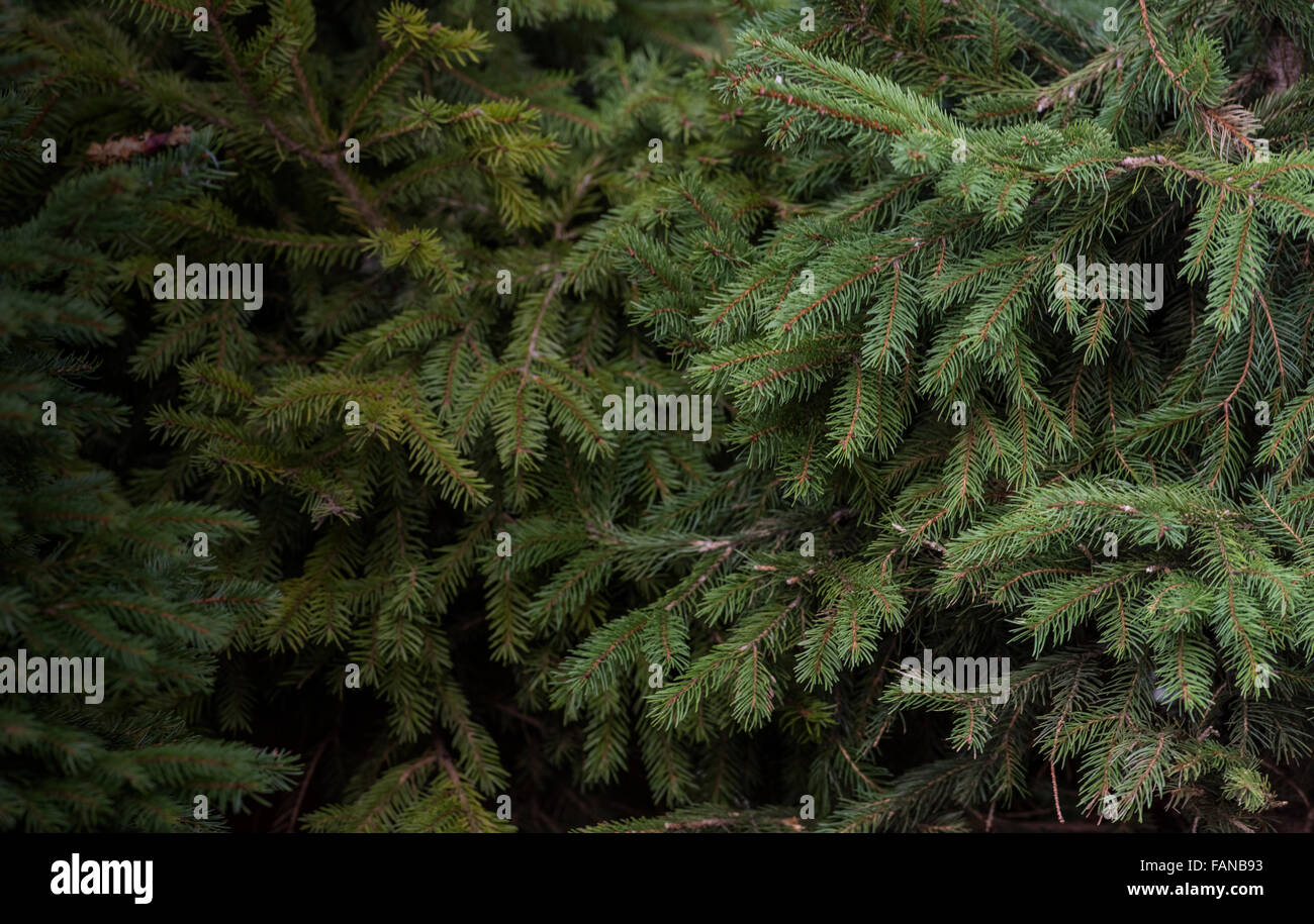Festive Christmas trees for sale in a forest scene. Stock Photo