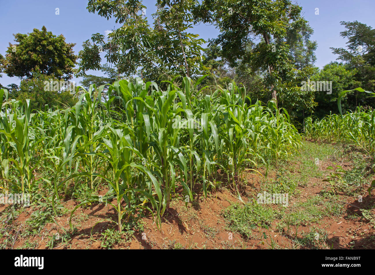 Mid stage maize crop on a smallholding, Kenya Stock Photo Alamy