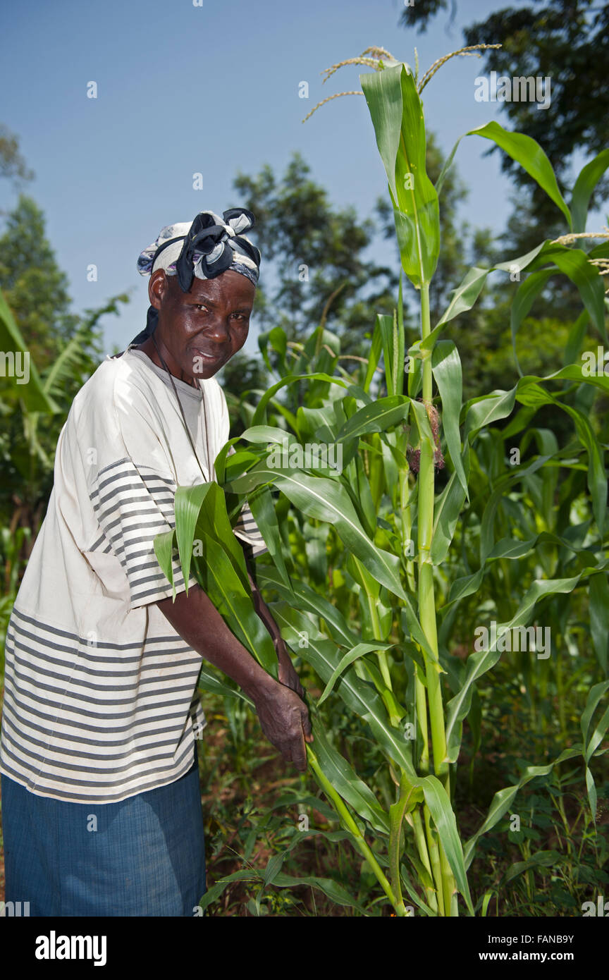 Kenyan farmer working in her maize plants. Kenya Stock Photo Alamy
