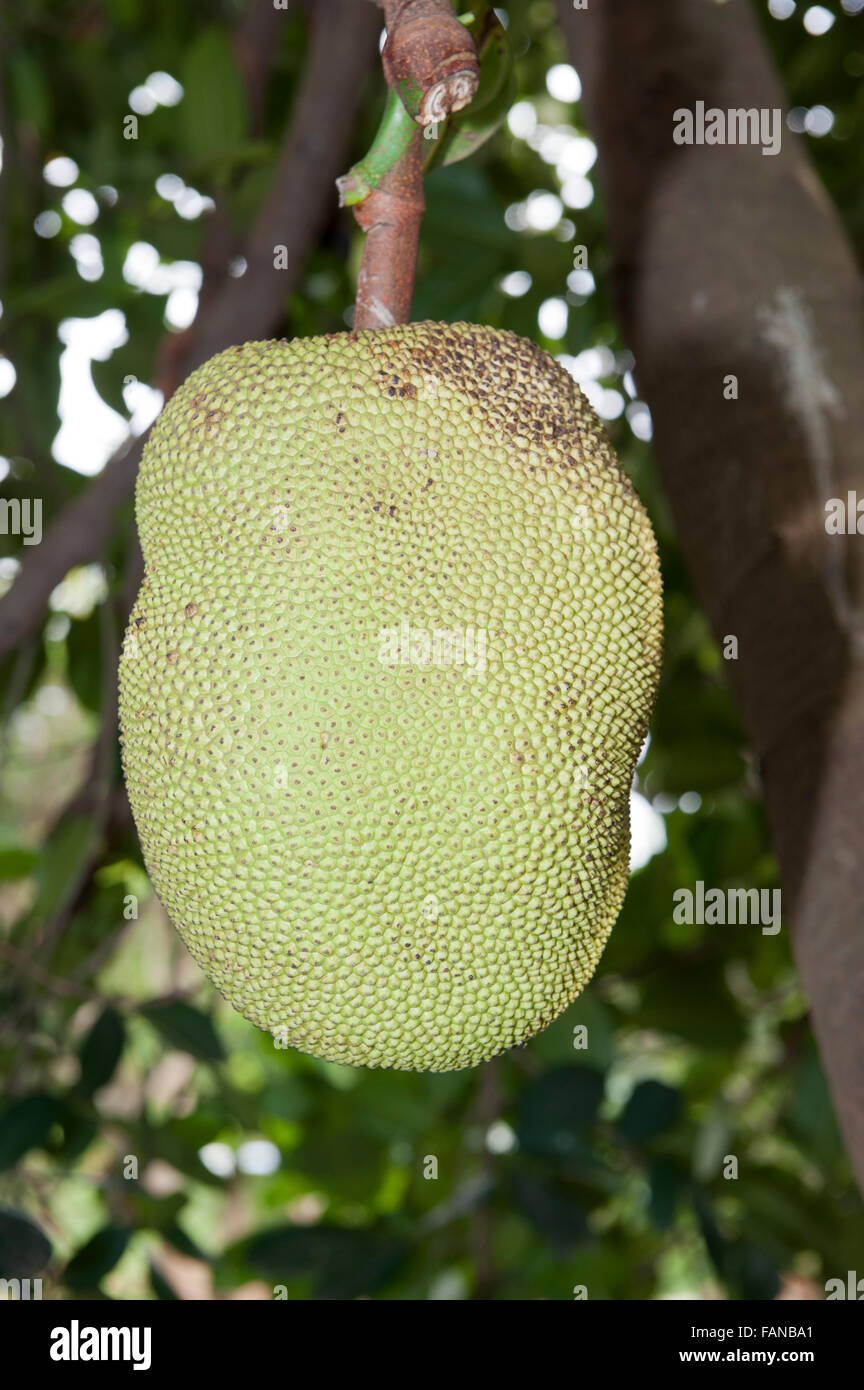 Jackfruit growing on tree in Kenya. Artocarpus heterophyllus Stock Photo