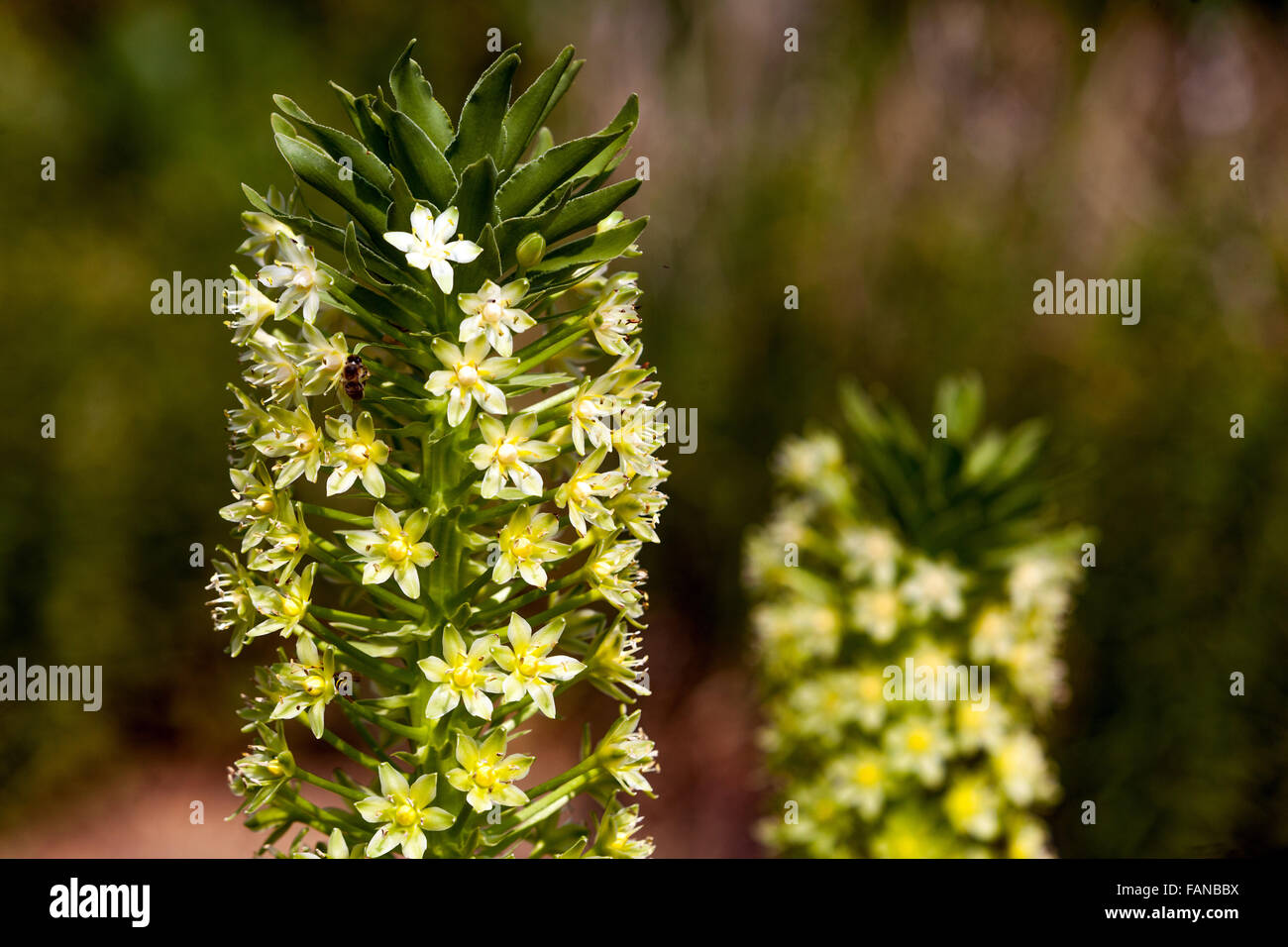 Eucomis pallidiflora Pole - Evansii, Giant Pineapple Lily flowers Stock Photo